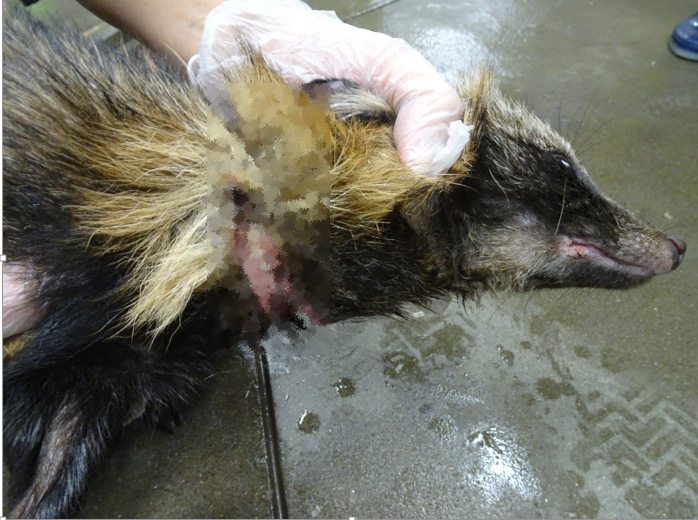 患部確認 モザイク入り.png