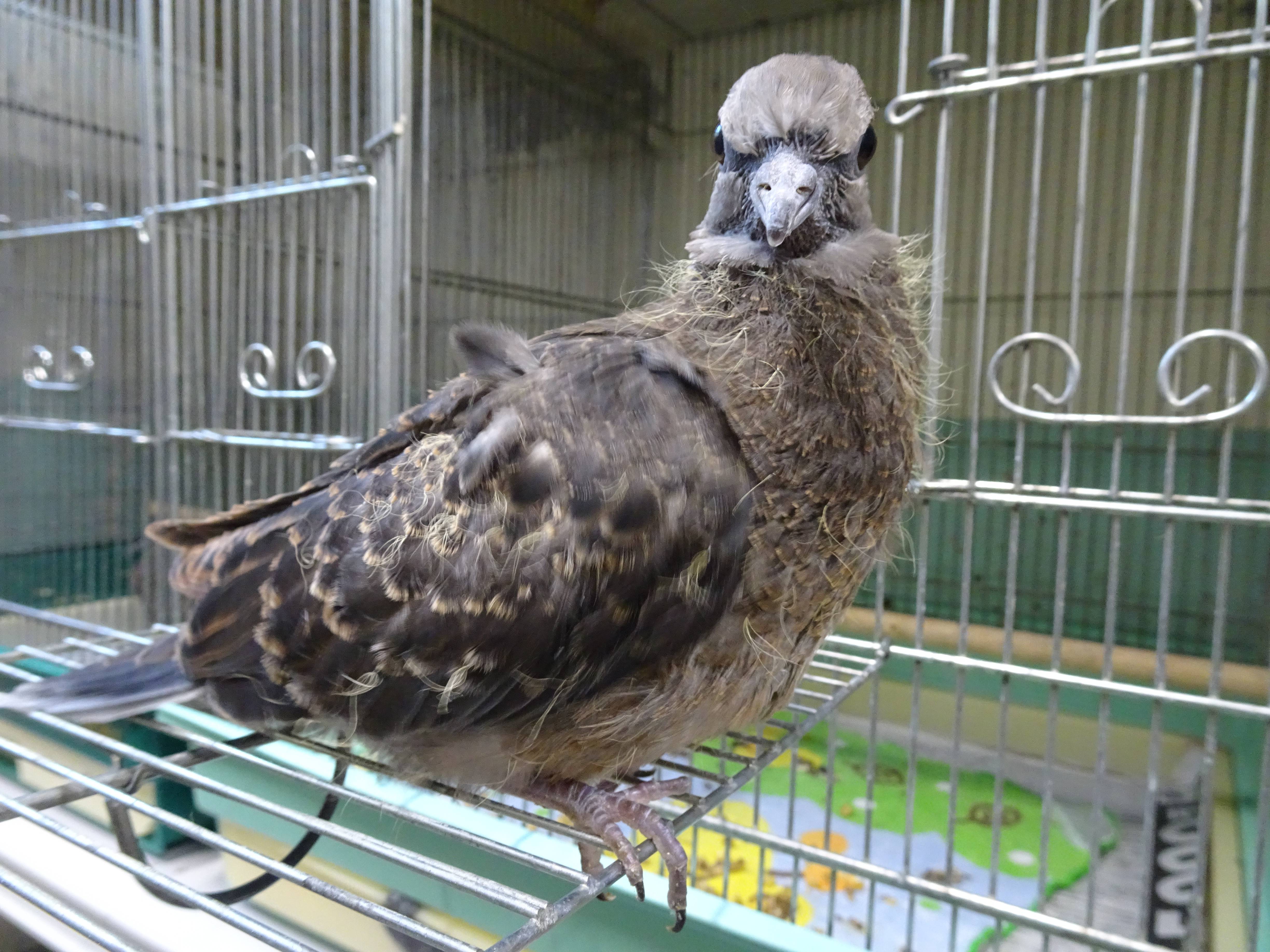 キジバトの成長過程 こぼれ話 金沢動物園公式サイト 公益財団法人 横浜市緑の協会