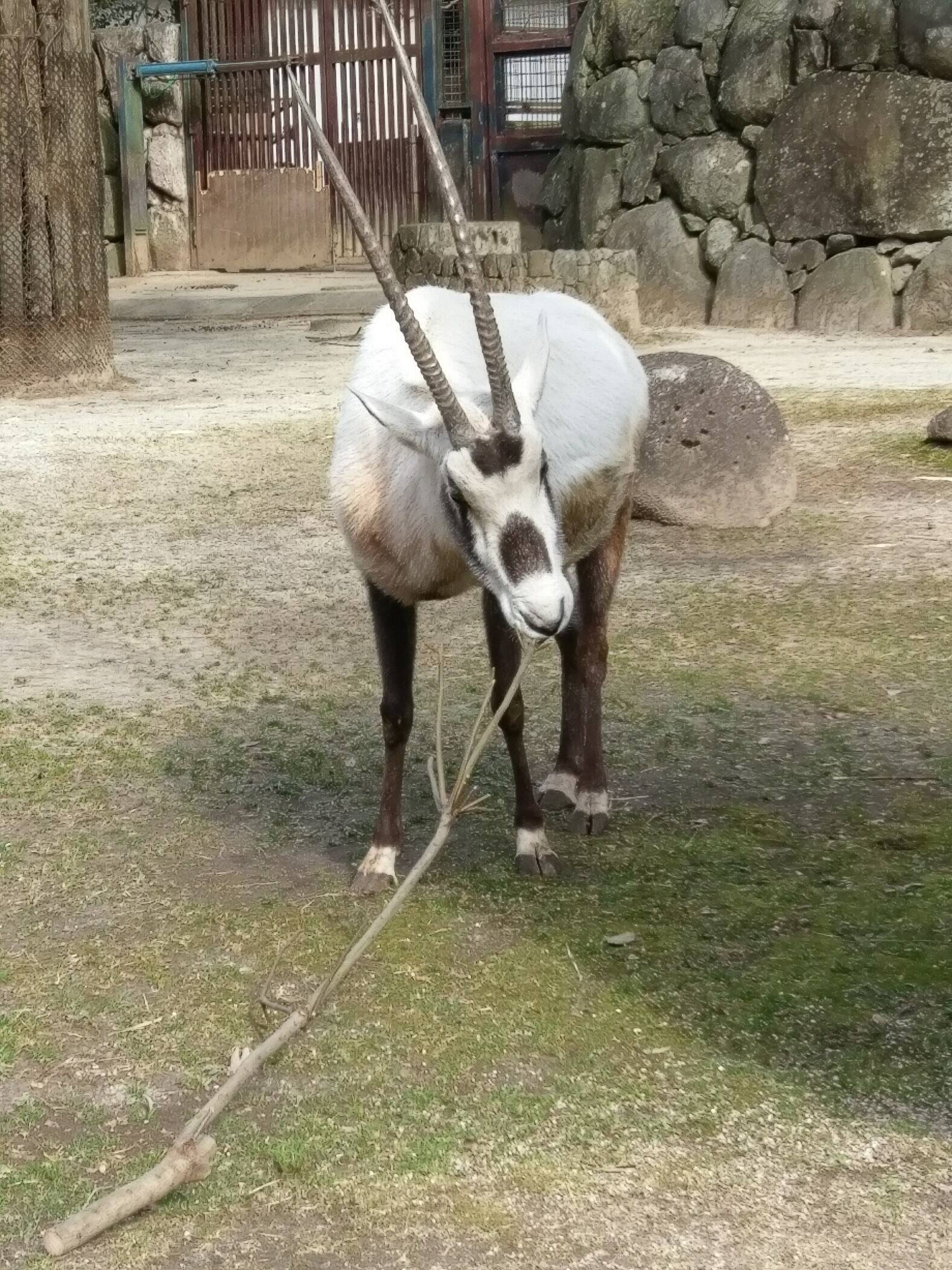 ã‚ãªãŸã®æŽ¨ã—è§'ã¯ã©ã‚Œ ã