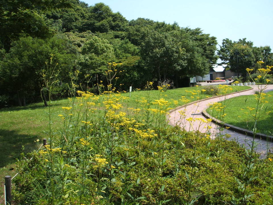 ha20170901 5オミナエシ.jpg