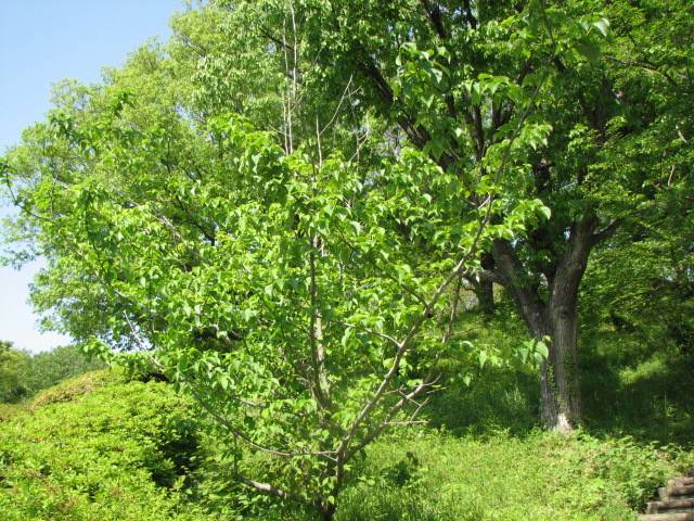 写真3-1 ハンカチノキ.jpg