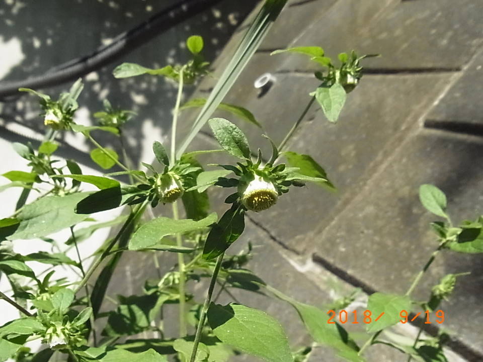 ha20180920③18.9.19.ガンクビソウ.jpg