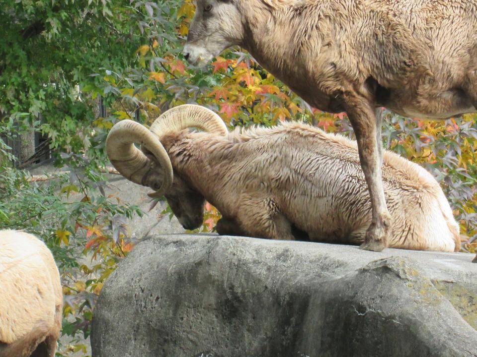 居眠りするフジノスケ.jpg