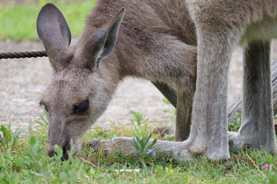 一緒にカンガルーの名前を覚えよう キクラゲ編⑧.jpg