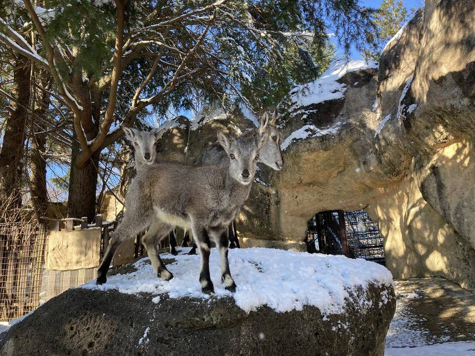 雪の妖精 (2).jpg