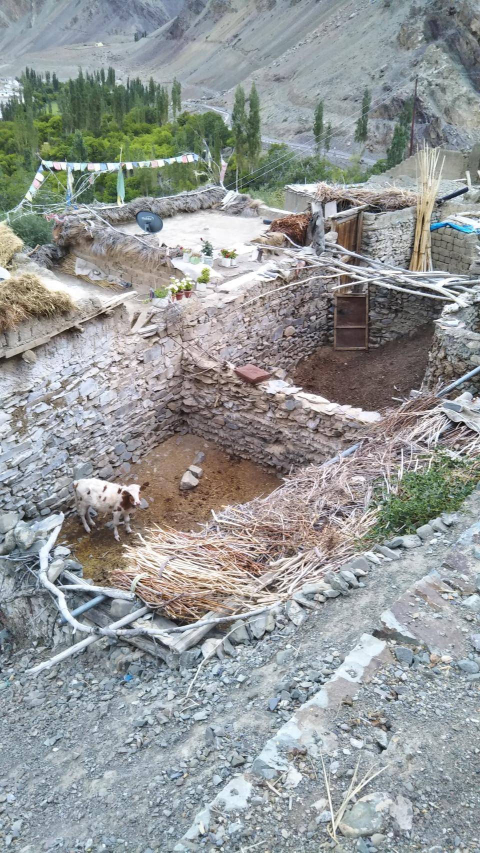 4 屋根のない家畜小屋にウシ.jpg