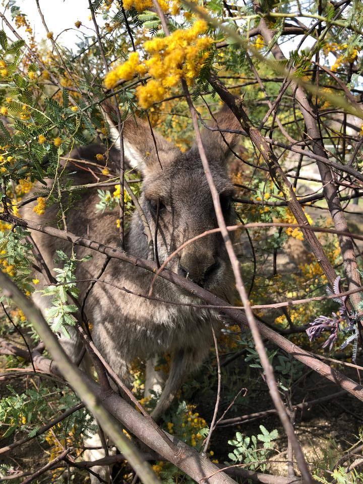 ミモザとカンガルー2.jpg