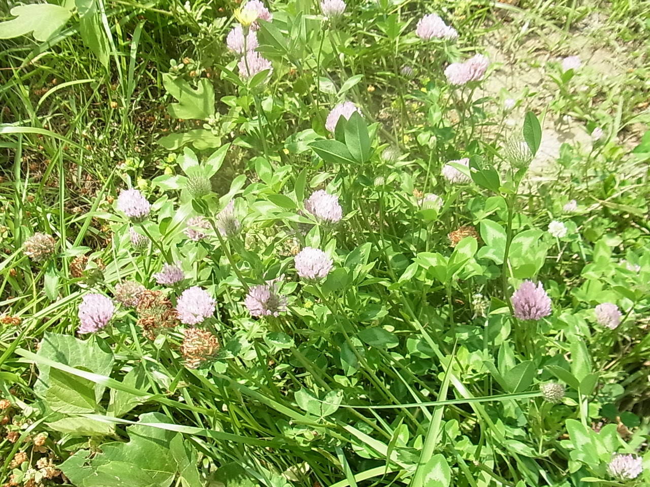 ①18.6.28.ムラサキツメクサ (2).jpg