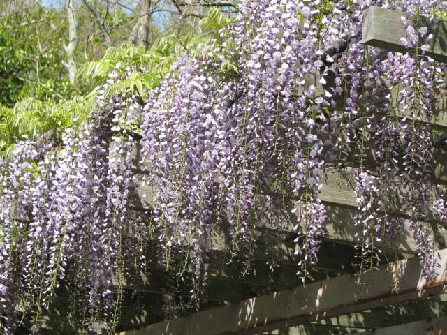 写真4-2 フジ.jpg