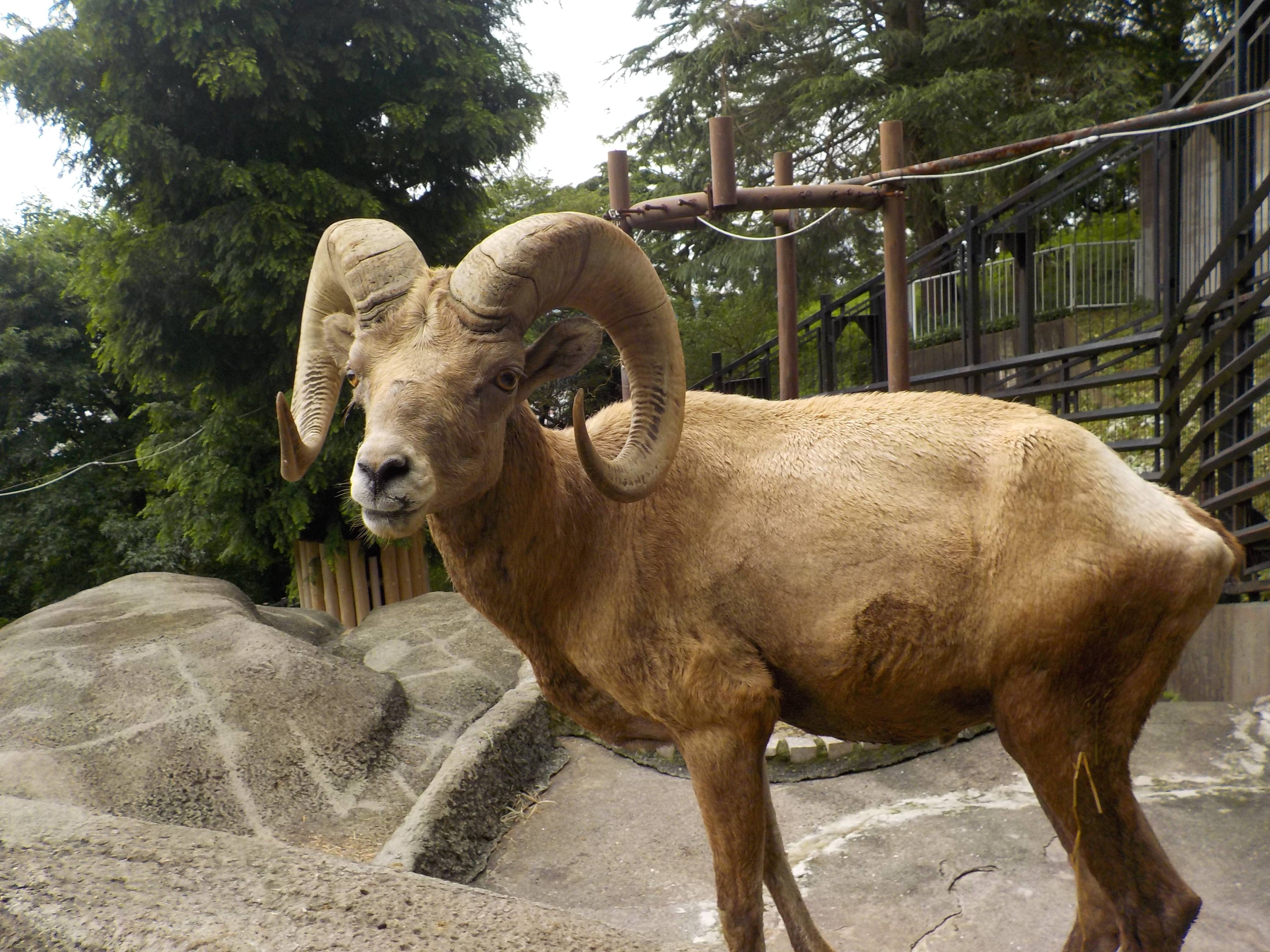 がらがらどん オオきなツノのヒツジの日記 金沢動物園公式サイト 公益財団法人 横浜市緑の協会