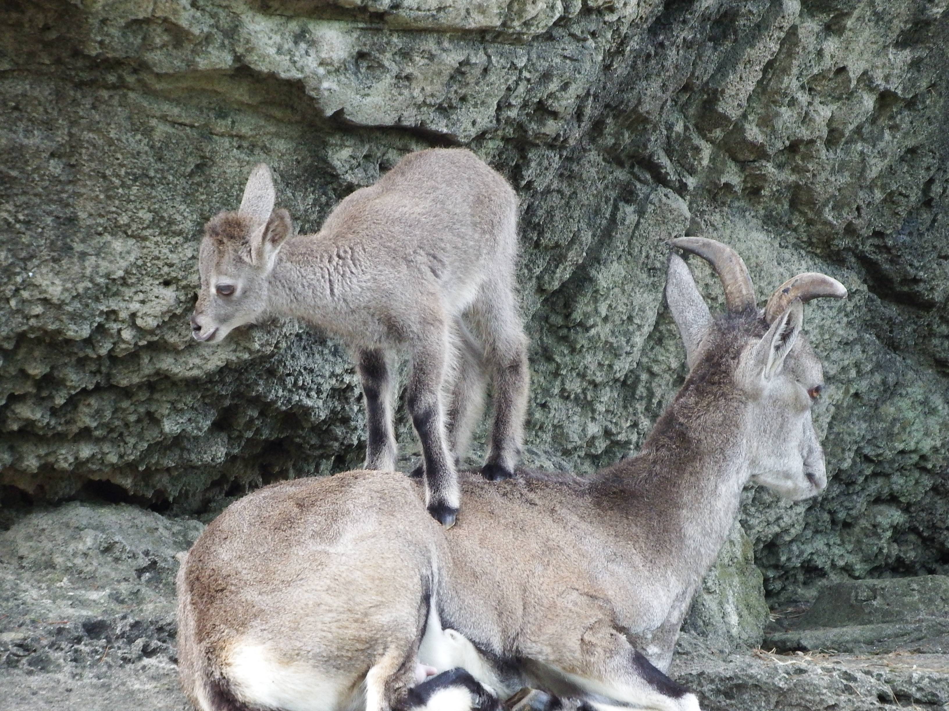 母の背中に乗る (2).jpg