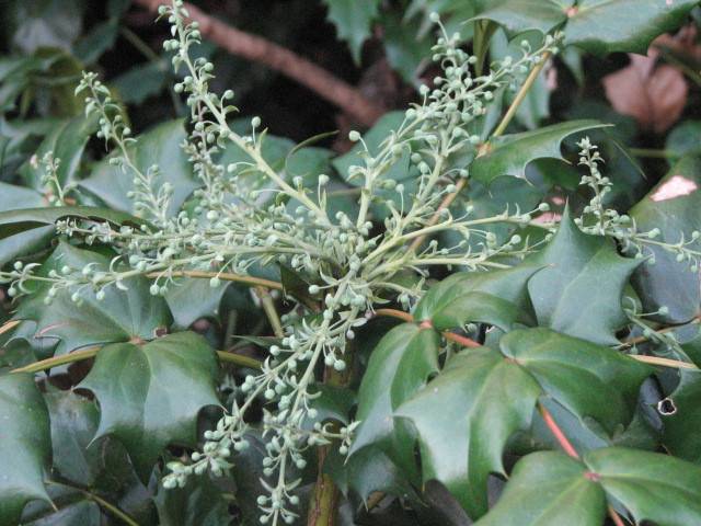 ヒイラギナンテン ２.jpg