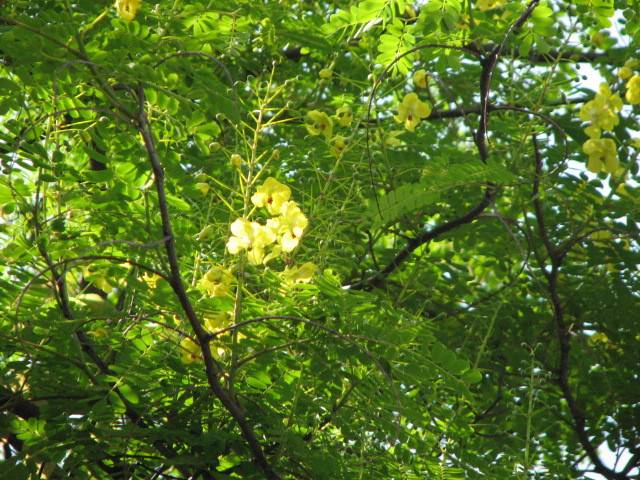 写真1-4 ジャケツイバラ.jpg