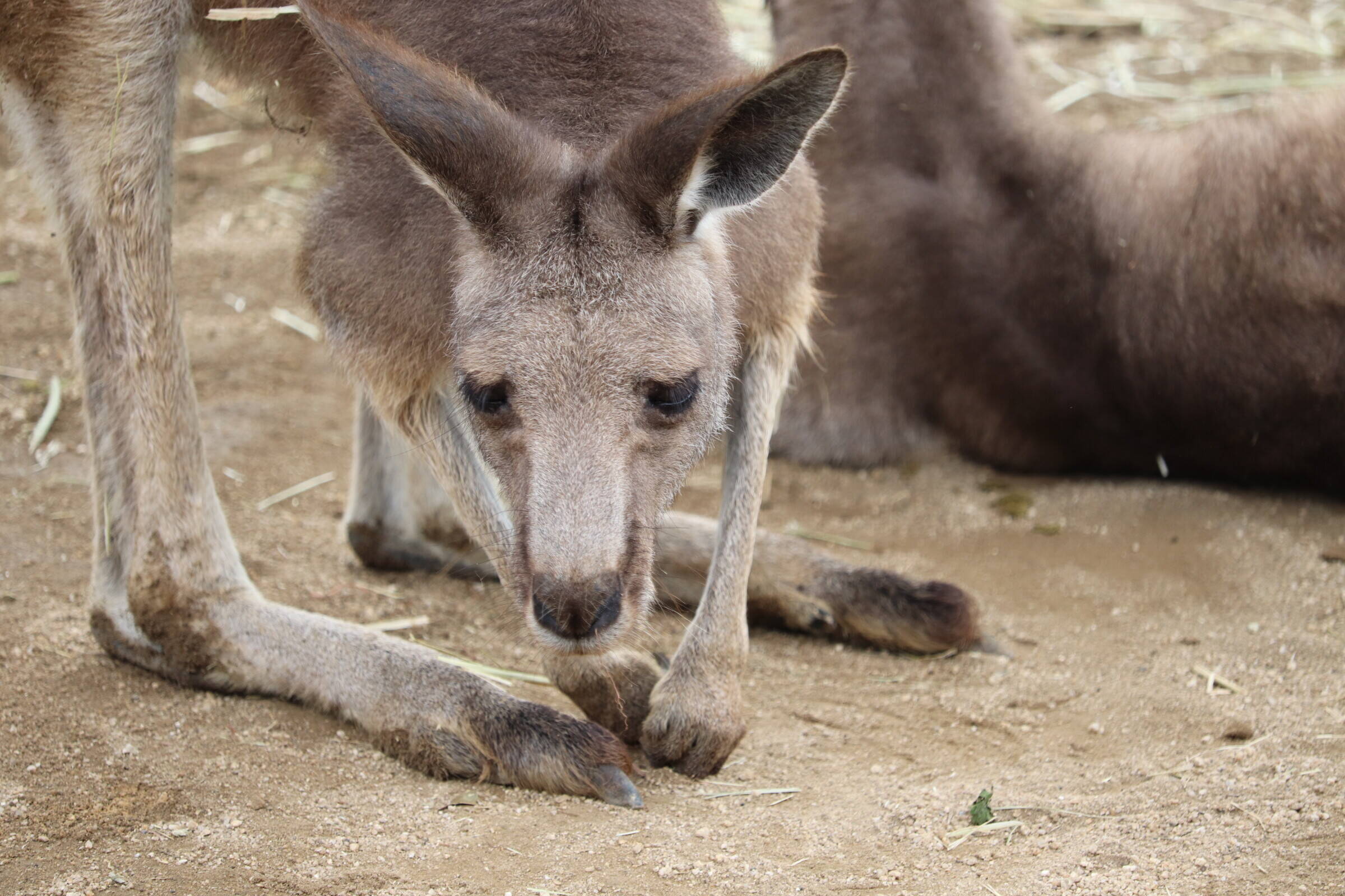 一緒にカンガルーの名前を覚えよう③ マニエル編②.jpg