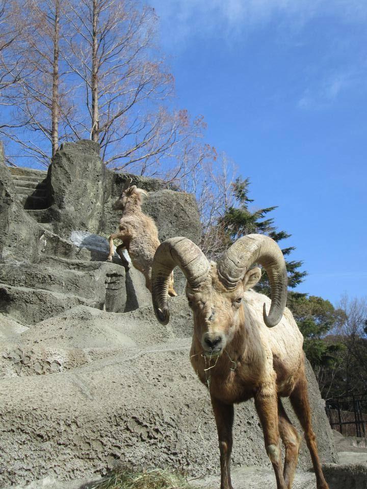 青空とオオツノヒツジ.jpg