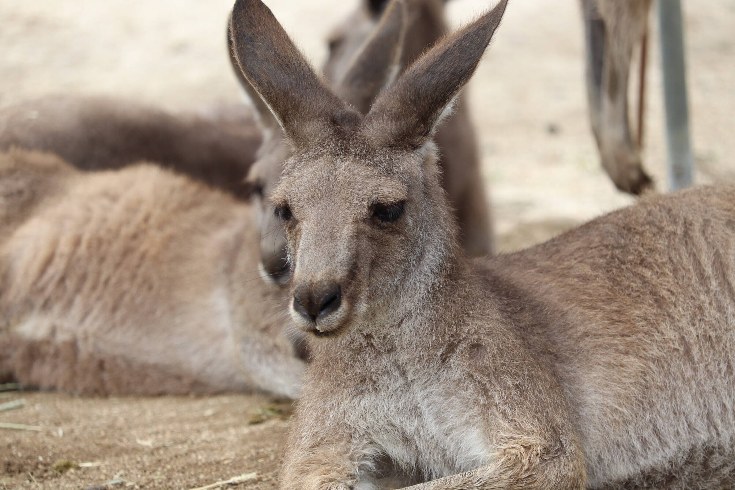 一緒にカンガルーの名前を覚えよう③ マニエル編③.jpg