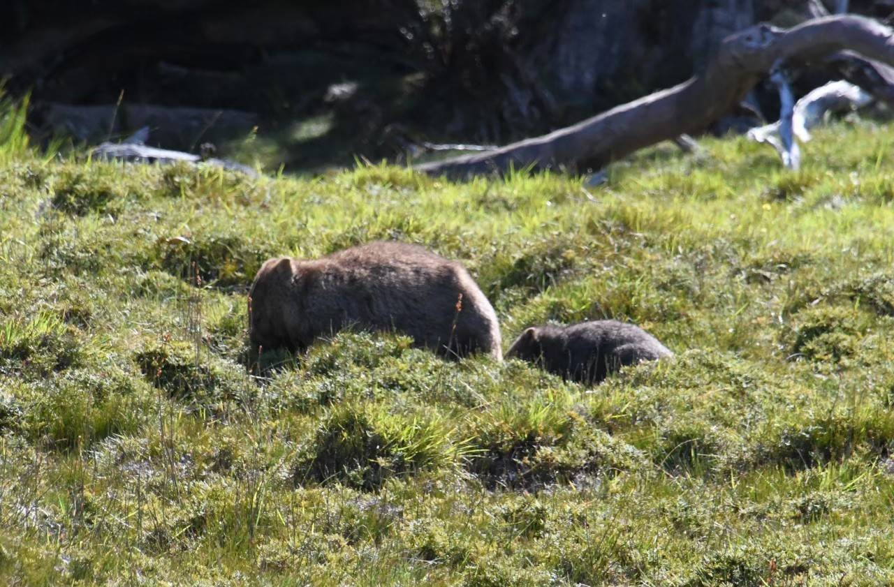 写真④ 子連れのウォンバット3.jpg