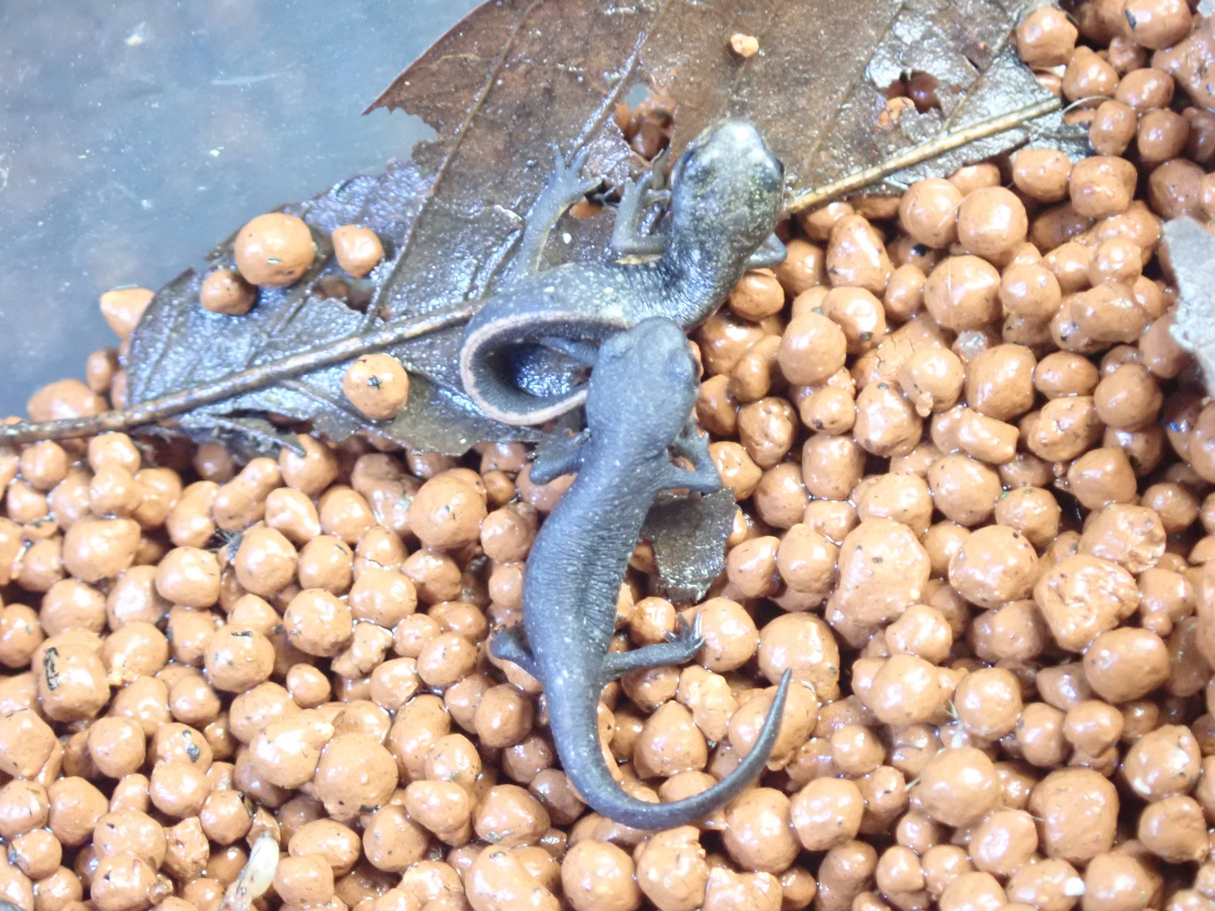 両生類3種が入園しています アカハライモリ その 身近な自然といろんないきもの 金沢動物園公式サイト 公益財団法人 横浜市緑の協会