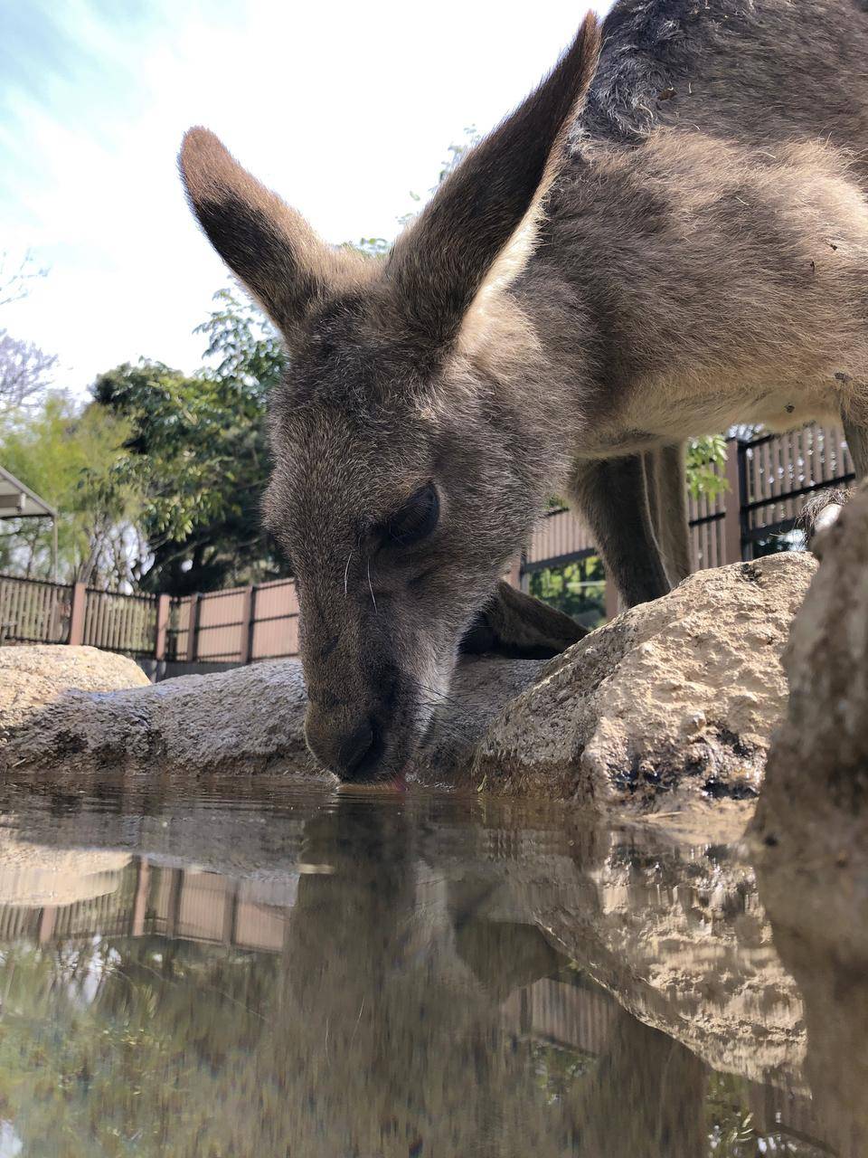 水飲むリュータ 2.jpg