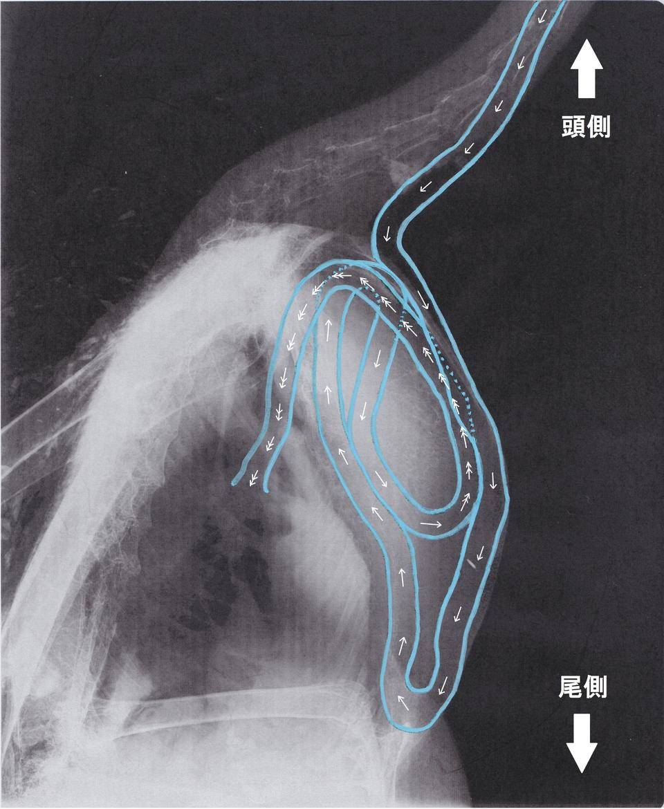タンチョウ 気管 ②.jpg