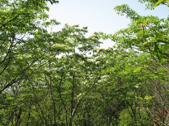 写真2-3 ヒトツバタゴ.jpg