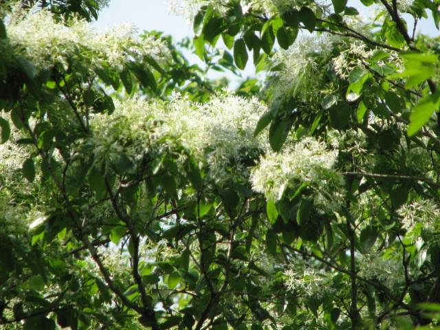 写真2-4 ヒトツバタゴ.jpg