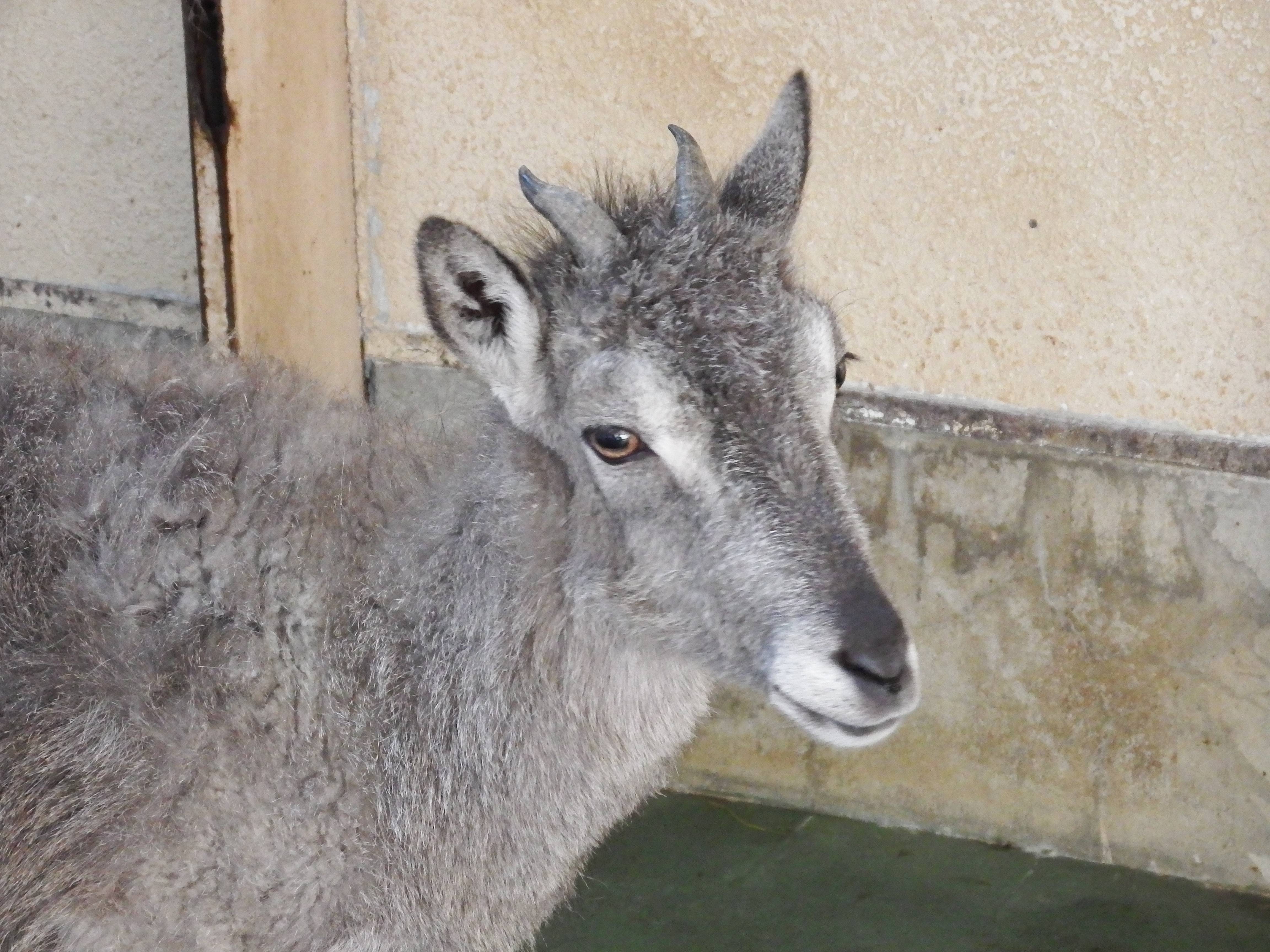 パン誕生日 大.jpg