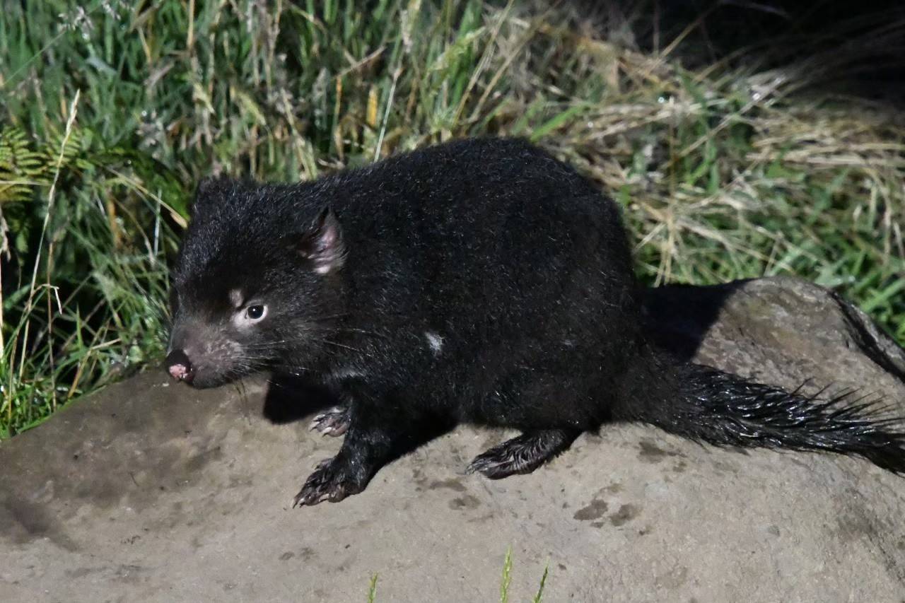 ブログ De トラベル 野生のオーストラリアの動物に会いに タスマニアデビル編 こぼれ話 金沢動物園公式サイト 公益財団法人 横浜市緑の協会