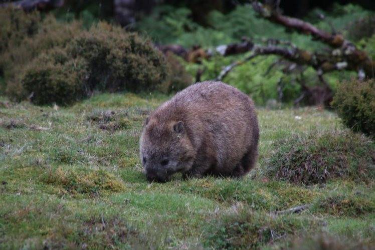 写真⑫ 緑を食むウォンバット.jpg
