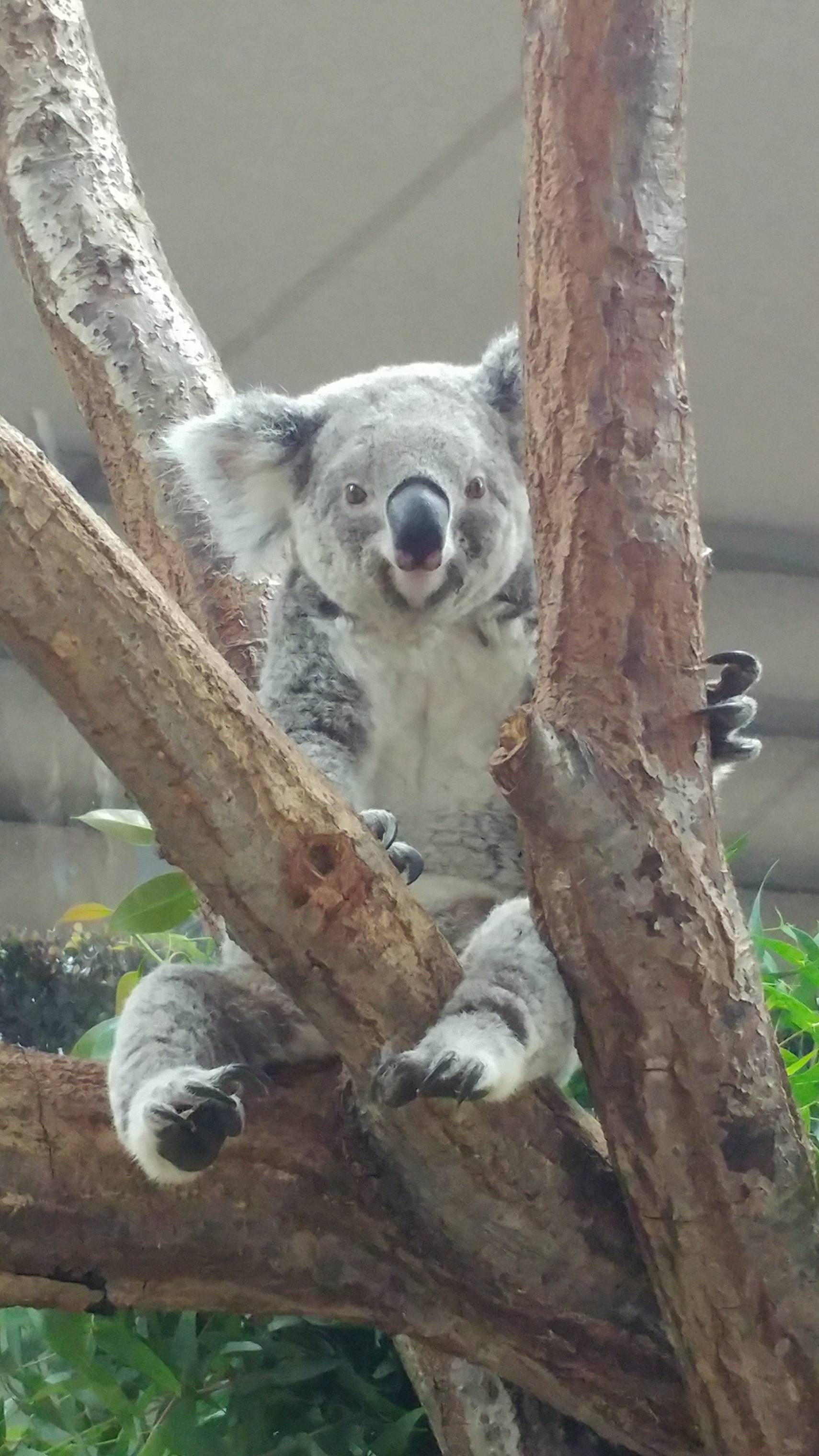 コアラの爪 こぼれ話 金沢動物園公式サイト 公益財団法人 横浜市緑の協会 コアラの爪 こぼれ話 金沢動物園公式サイト 公益財団法人 横浜市緑の協会