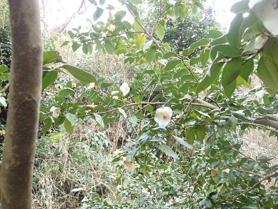 ツバキ 花情報 金沢動物園公式サイト 公益財団法人 横浜市緑の協会