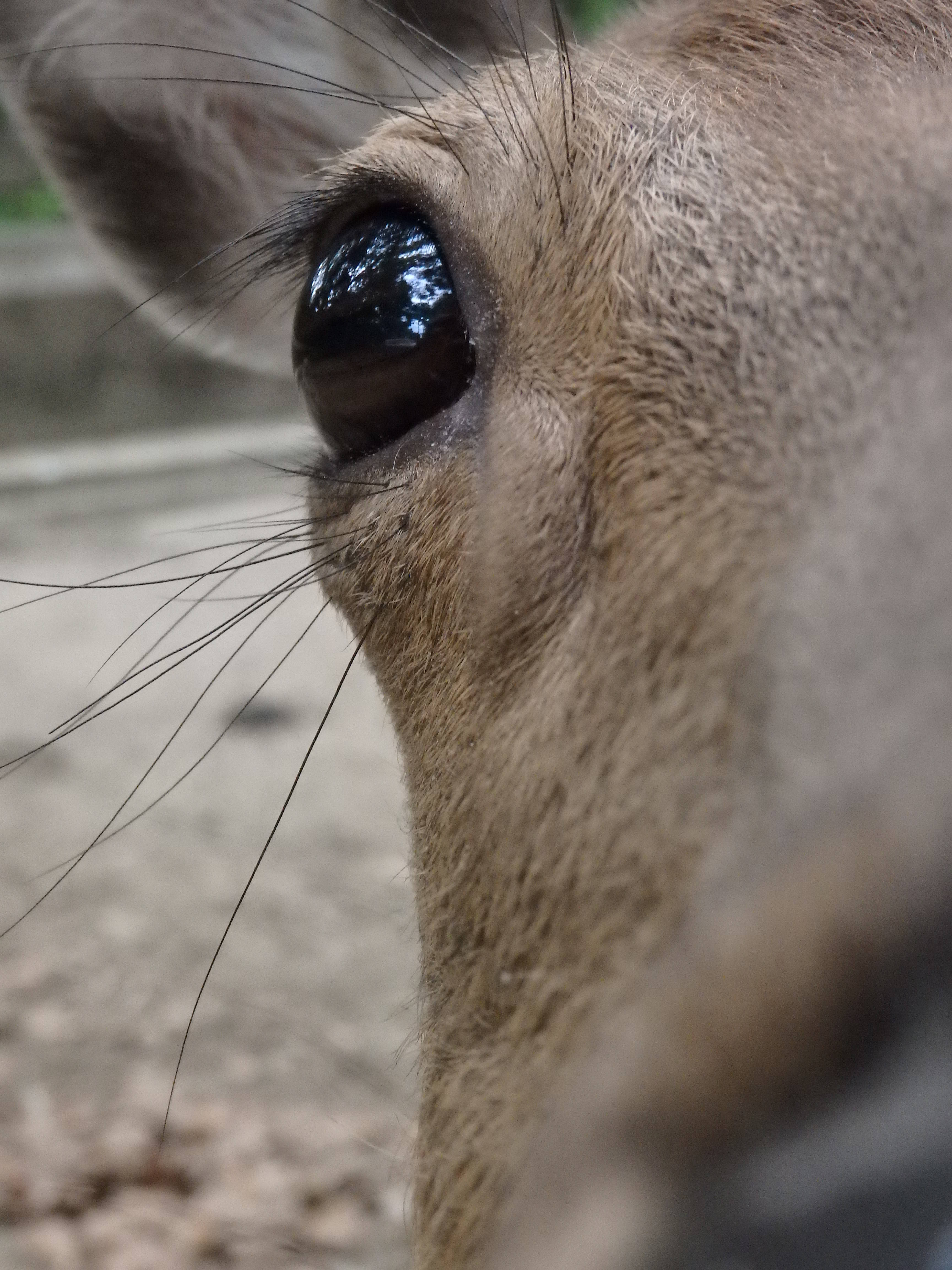 ホンシュウジカの衣替え|こぼれ話｜ブログ|金沢動物園公式サイト