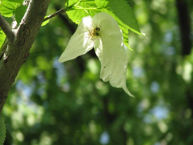 写真3-3 ハンカチノキ.jpg