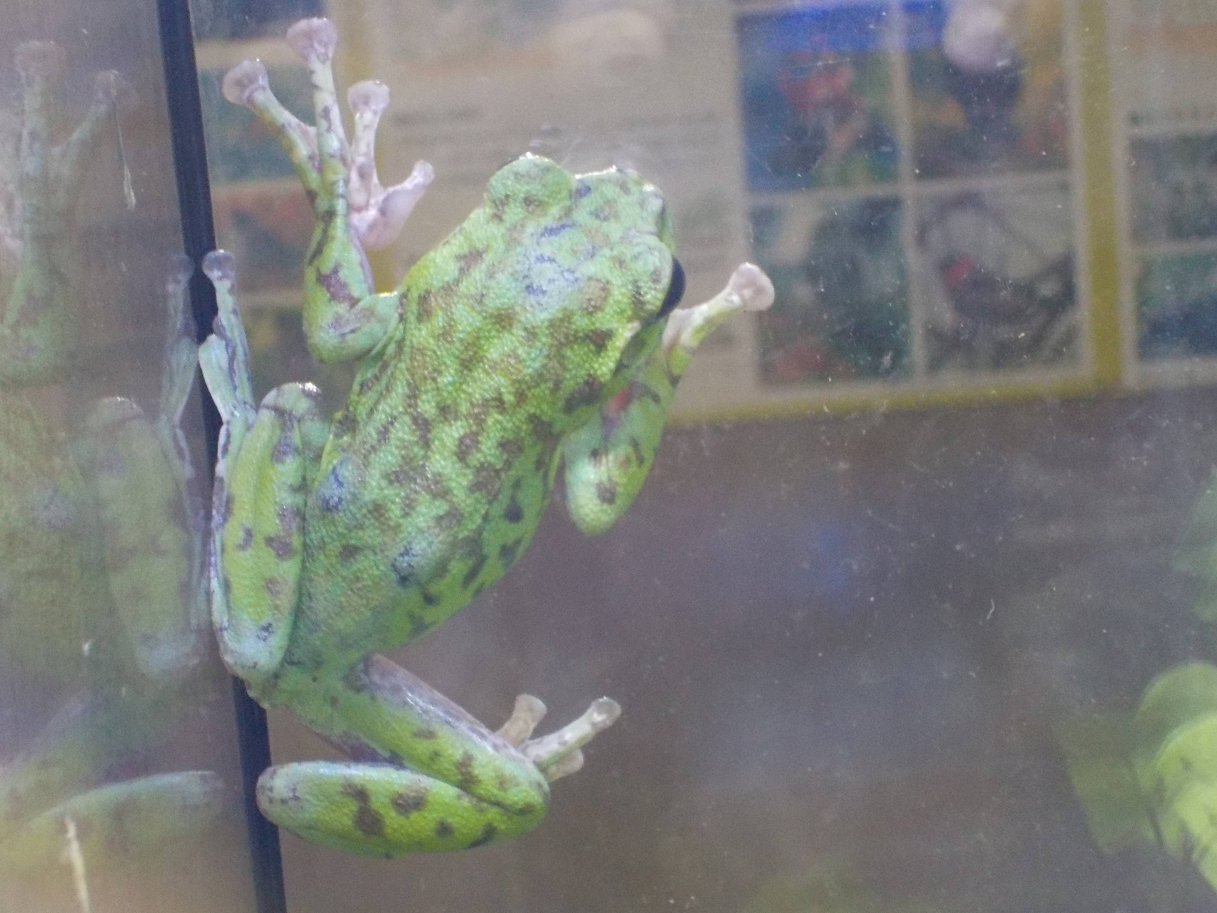 ピタッと張り付く足のヒミツ ちっちゃないきものたち 金沢動物園公式サイト 公益財団法人 横浜市緑の協会