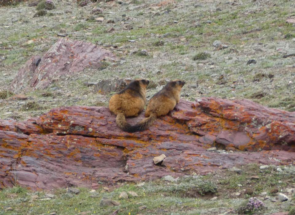 4ならんでるマーモット.jpg