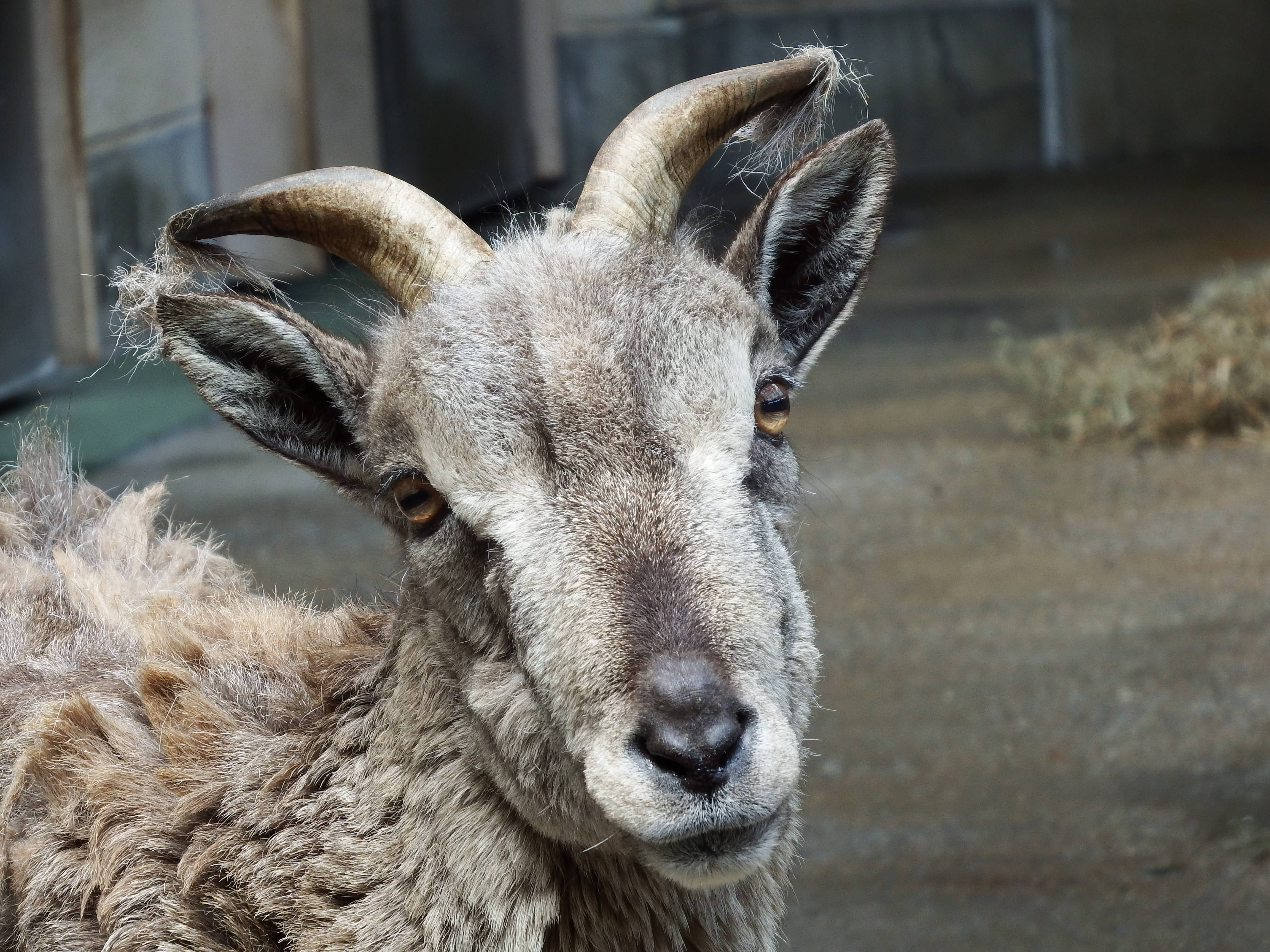 似ているけれど 違います オオきなツノのヒツジの日記 金沢動物園公式サイト 公益財団法人 横浜市緑の協会