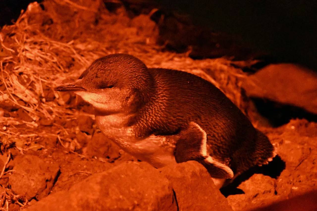 ブログ De トラベル 野生のオーストラリアの動物に会いに フェアリーペンギン編 こぼれ話 金沢動物園公式サイト 公益財団法人 横浜市緑の協会