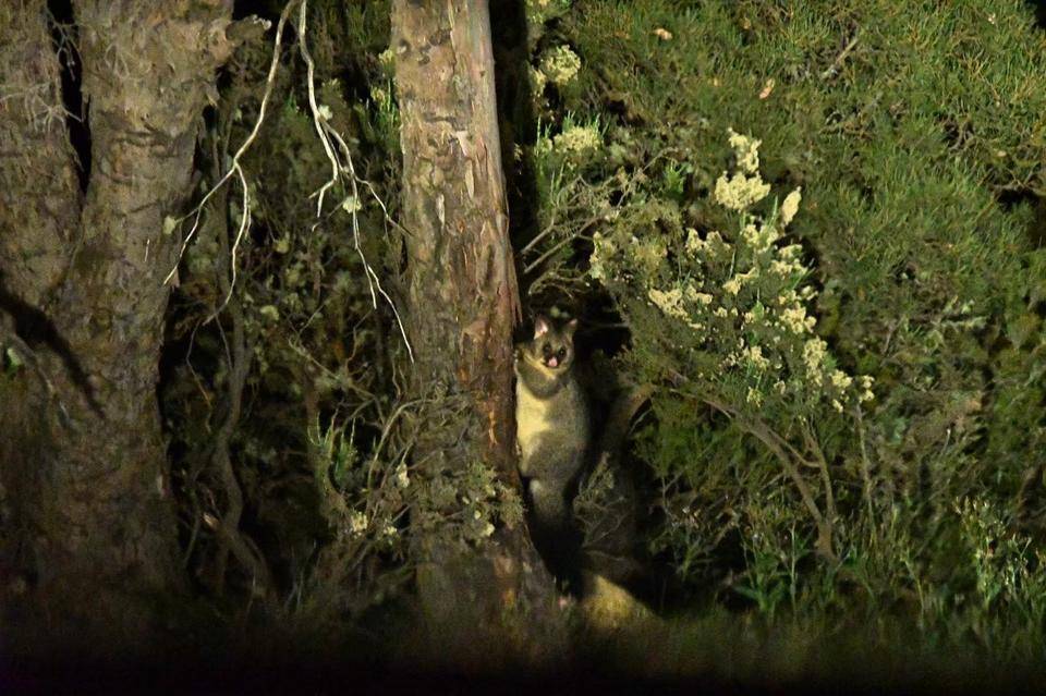 写真② ライトに照らされたフクロギツネ.jpg