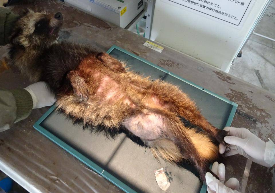 レントゲン撮影 タヌキ.jpg