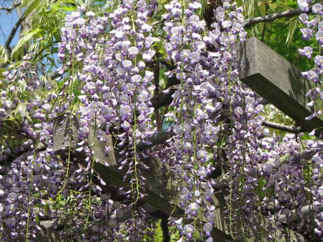 写真4-3 フジ.jpg