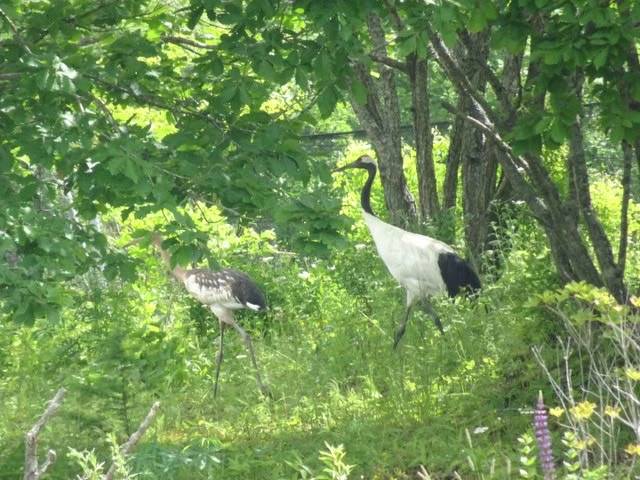 タンチョウ親子 (4).jpg