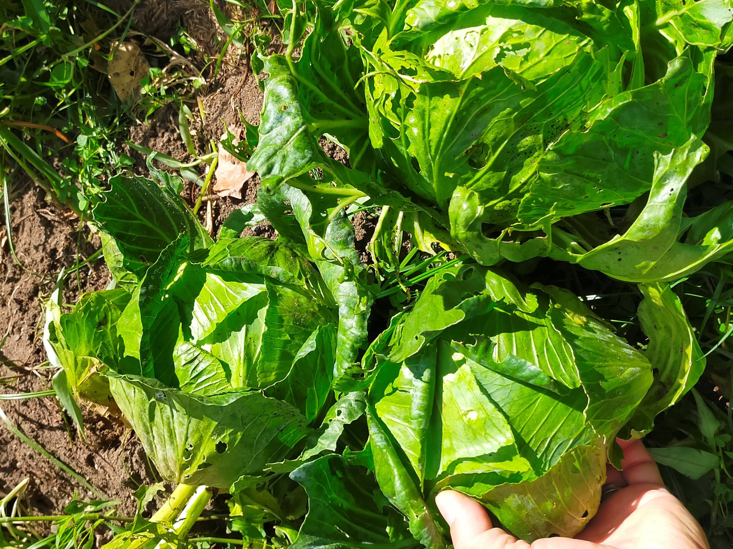 収穫したキャベツ.jpg
