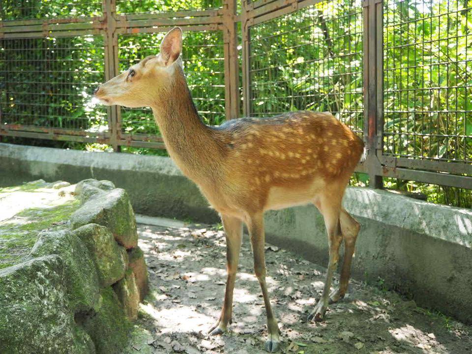 モチモチぽんた　日本鹿の夏毛 モチモチぽんた 日本鹿の夏毛 モチモチぽんた様専用 日本鹿の夏毛
