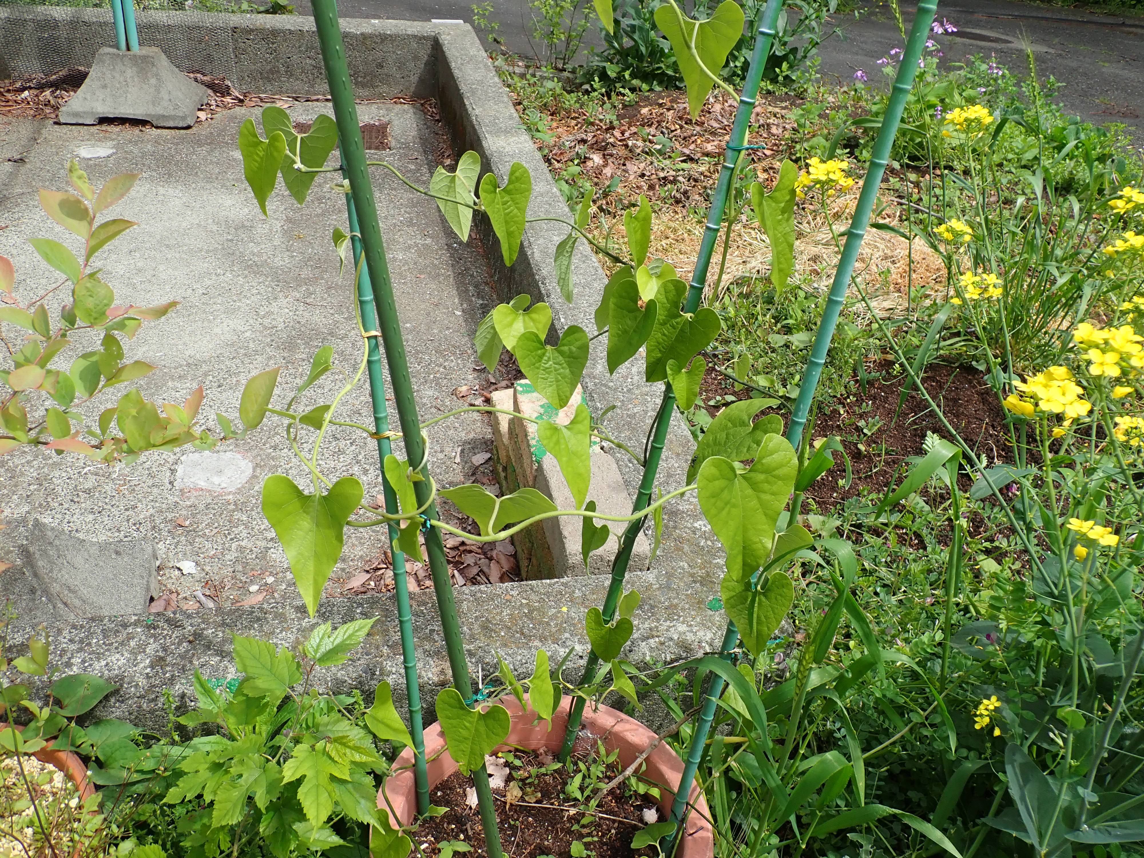 210425こぼれ② オオバウマノスズクサ.jpg