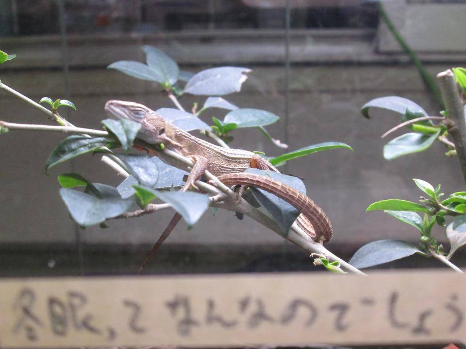 安定姿勢のカナヘビ.jpg