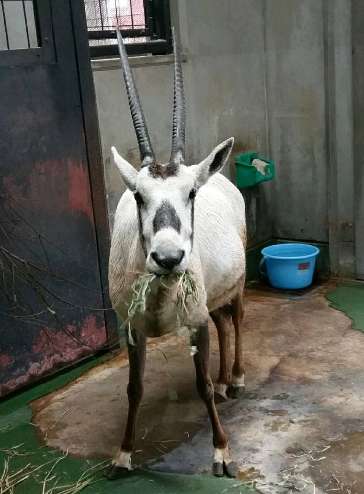 アラビアオリックス (№20).jpg