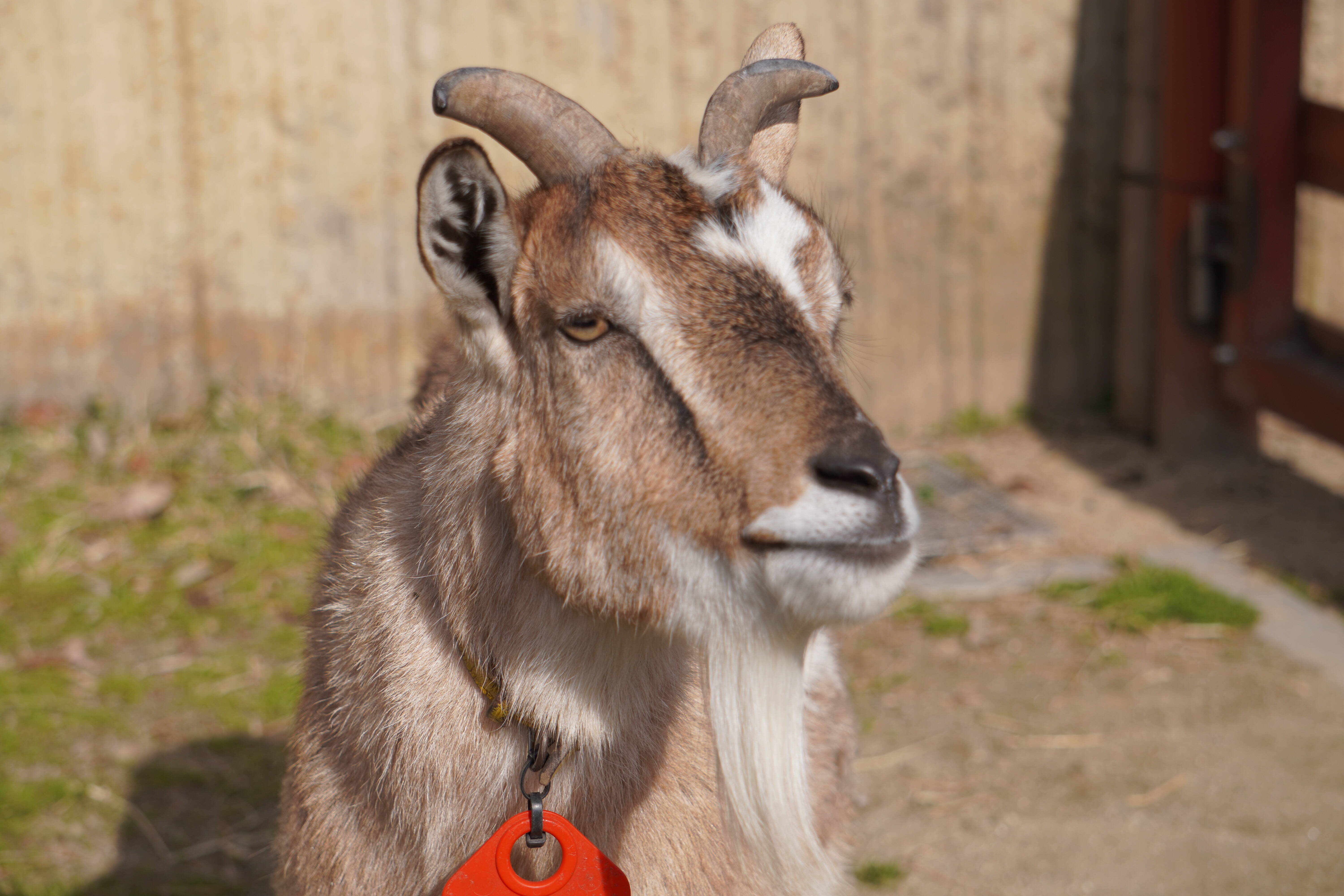 おはぎ こぼれ話 金沢動物園公式サイト 公益財団法人 横浜市緑の協会 おはぎ こぼれ話 金沢動物園公式サイト 公益財団法人 横浜市緑の協会