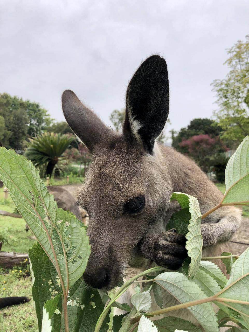 食事風景いろいろ Oh カンガルー 金沢動物園公式サイト 公益財団法人 横浜市緑の協会