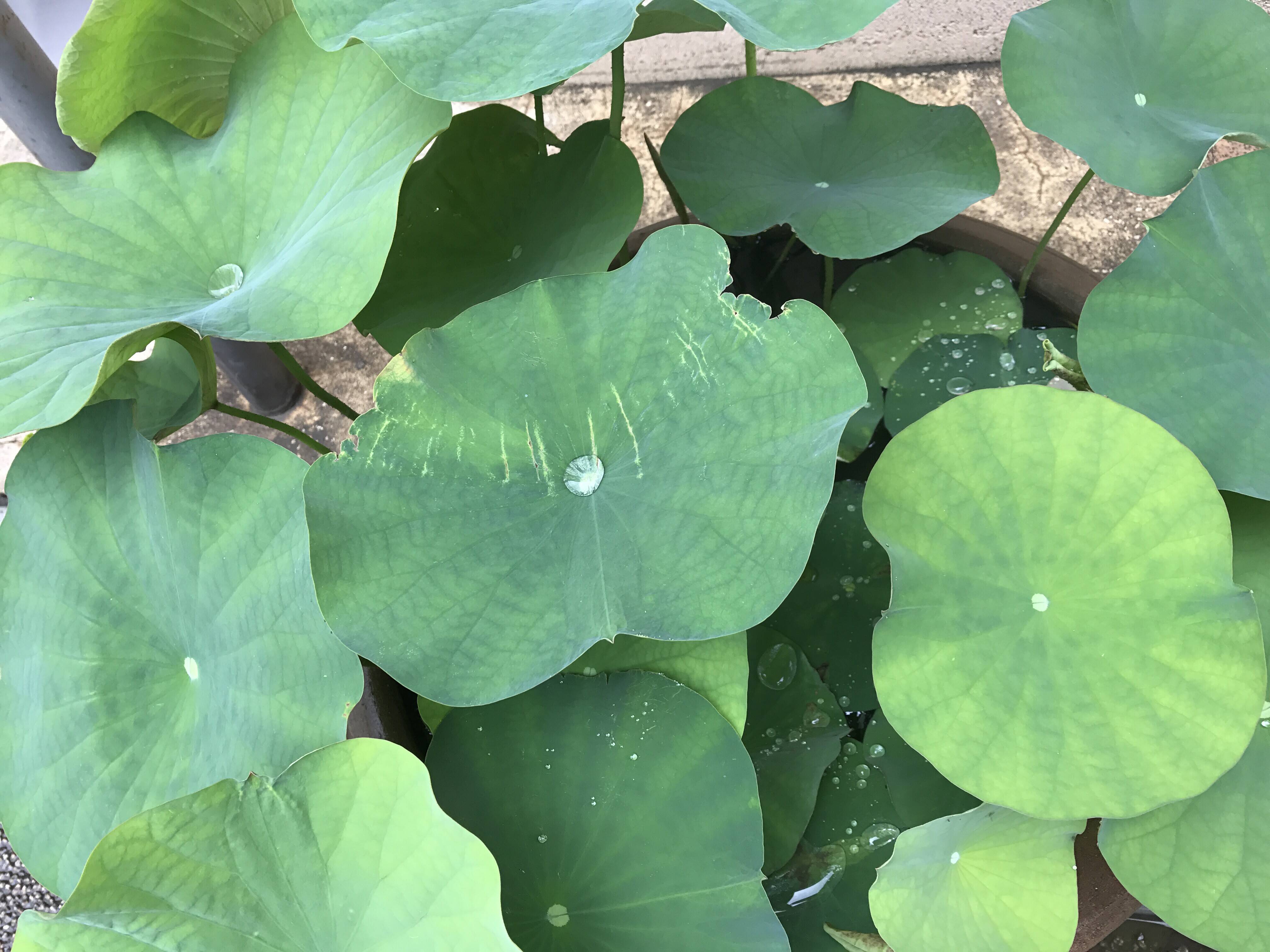朔風葉を払う さくふうはをはらう 花情報 金沢動物園公式サイト 公益財団法人 横浜市緑の協会 朔風葉を払う さくふうはをはらう 花情報 金沢動物園公式サイト 公益財団法人 横浜市緑の協会