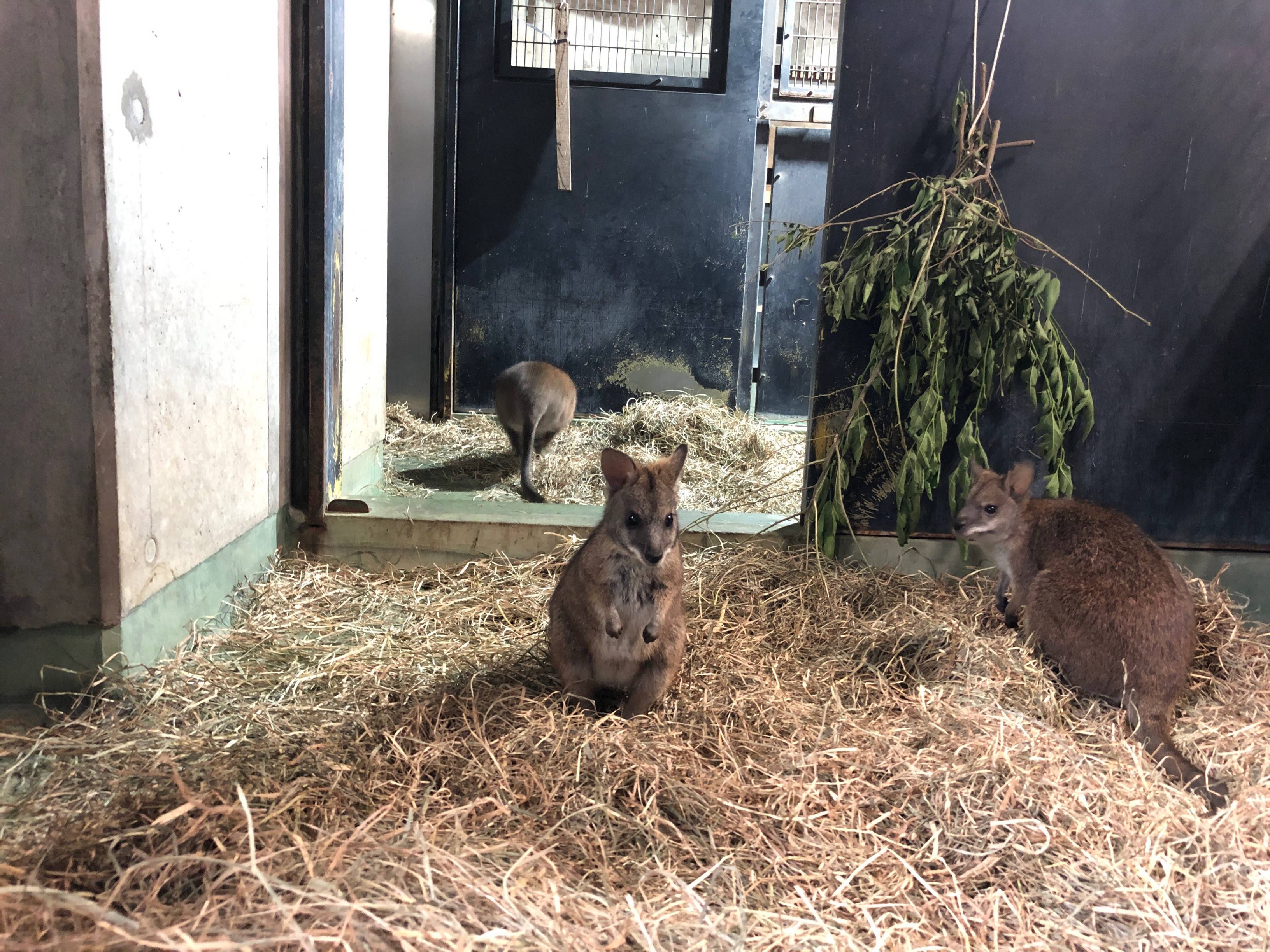 パルマワラビー 朝のルーチン Oh カンガルー 金沢動物園公式サイト 公益財団法人 横浜市緑の協会 パルマワラビー 朝のルーチン Oh カンガルー 金沢動物園公式サイト 公益財団法人 横浜市緑の協会